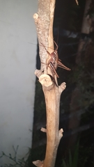 Alfredectes semiaeneus