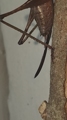 Alfredectes semiaeneus