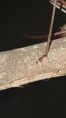 Alfredectes semiaeneus