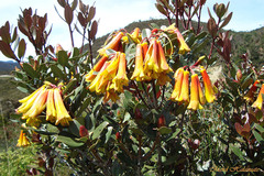 Rhododendron brassii