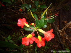Rhododendron christi