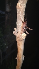 Alfredectes semiaeneus