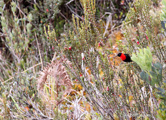 Myzomela rosenbergii