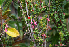 Rhododendron gracilentum
