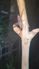 Alfredectes semiaeneus