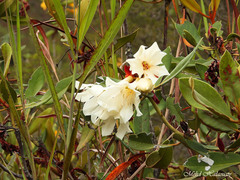 Rhododendron konori