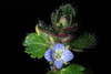 Ivy-leaved Speedwell - Photo (c) Douglas Goldman, some rights reserved (CC BY-NC), uploaded by Douglas Goldman