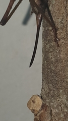 Alfredectes semiaeneus