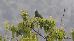 Ducula forsteni