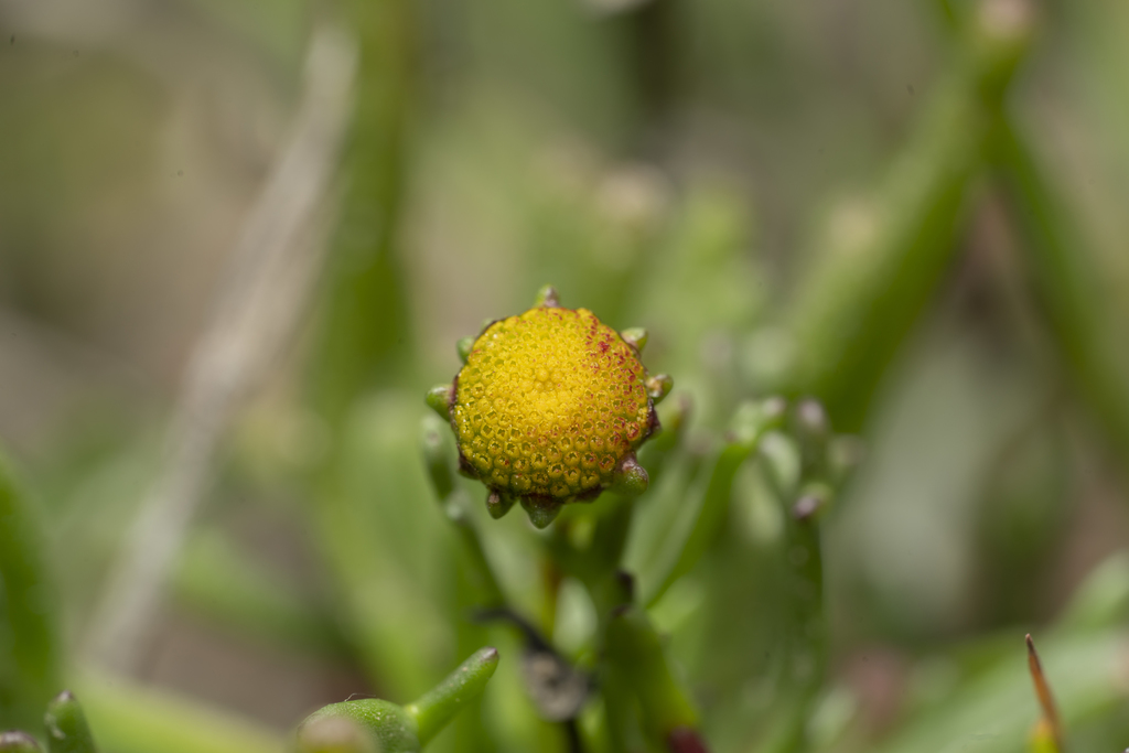 Three-toothed Chamomile