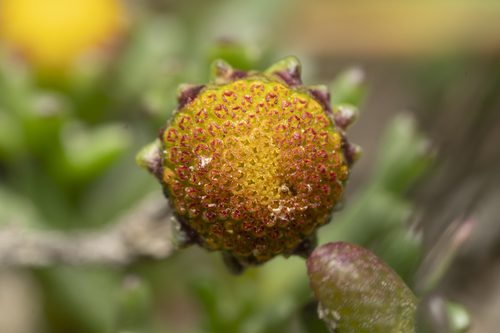 Three-toothed Chamomile (Chlamydophora tridentata)