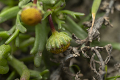 Chlamydophora tridentata