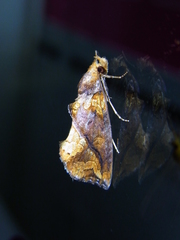 Plusiodonta coelonota