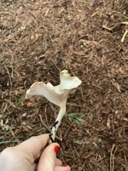 Clitocybe salmonilamella