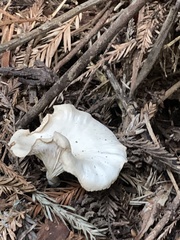 Clitocybe salmonilamella