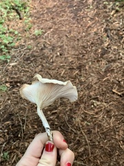 Clitocybe salmonilamella