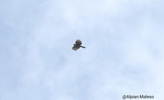 Aviceda jerdoni celebensis