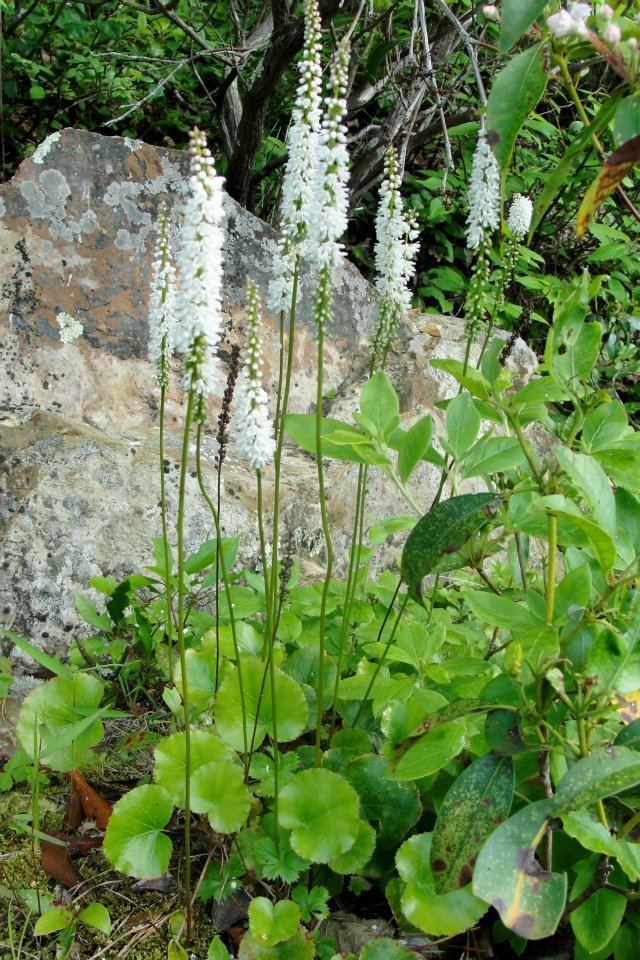 Galax