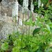 Galax - Photo (c) DT, μερικά δικαιώματα διατηρούνται (CC BY-NC), uploaded by DT