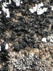 Scoliciosporum umbrinum
