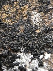 Scoliciosporum umbrinum