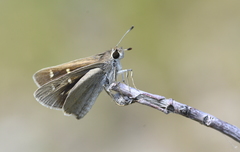 Eogenes alcides