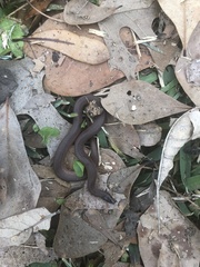 Haldea striatula