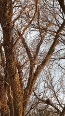 Salix babylonica tortuosa