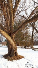 Salix babylonica tortuosa