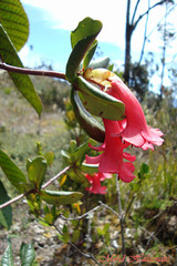 Rhododendron phaeops