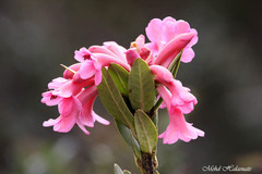Rhododendron rarum