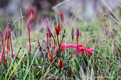 Rhododendron saxifragoides
