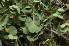 Medicago intertexta ciliaris