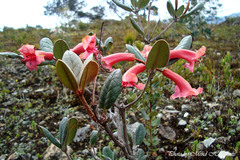 Rhododendron stanleyi