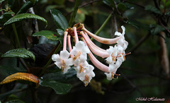 Rhododendron tuba