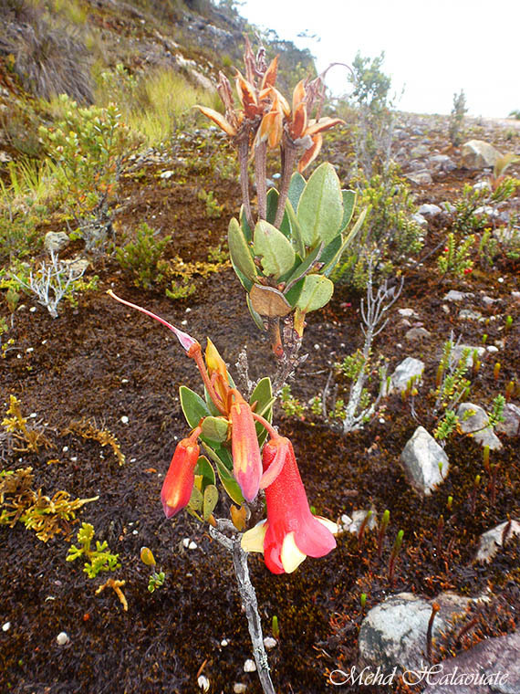 Rhododendron versteegii (Rhododendron versteegii)