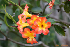 Rhododendron zoelleri