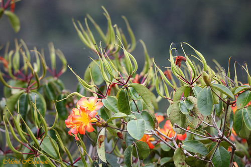 Rhododendron zoelleri observed 2015-08-16
