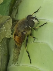 Eristalis bogotensis