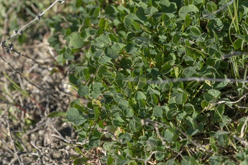 Image of Medicago ciliaris by (c) Eleftherios Katsillis, some rights reserved (CC BY)