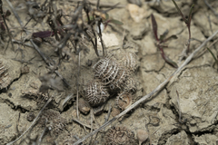 Medicago intertexta ciliaris