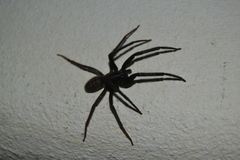 Segestria florentina