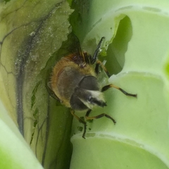 Eristalis bogotensis