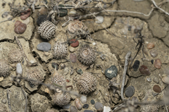 Medicago intertexta ciliaris