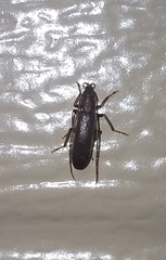 Sparedrus aspersus
