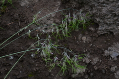 Poa malacantha