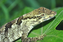 Anolis petersii