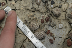 Medicago intertexta ciliaris