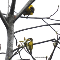 Cinnyris jugularis robustirostris