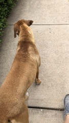 Canis familiaris